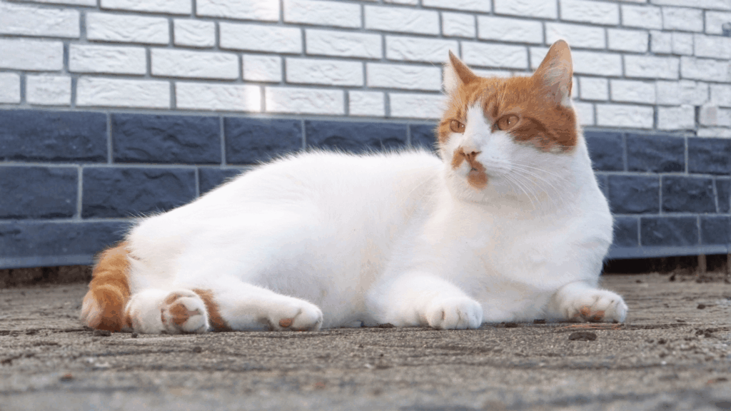 出版へのモチベーションが落ちた時の対処法