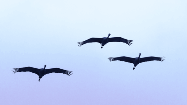 一石三鳥の出版ノウハウ｜「逆張り」があなたを輝かせる理由